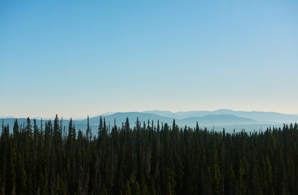 BC forest with clean air
