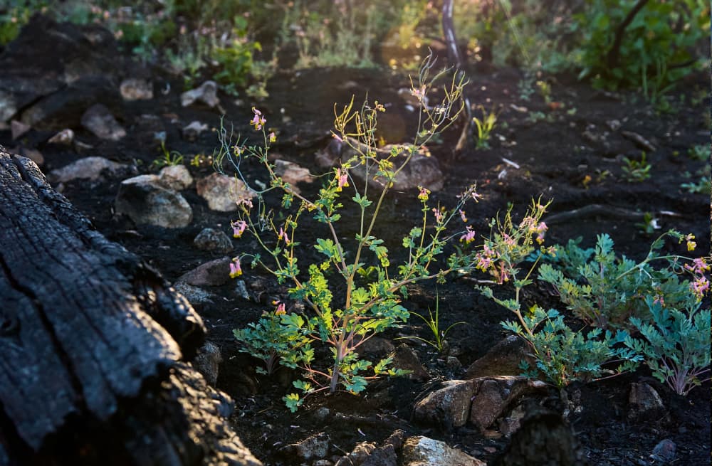 Vegetation, soil and Whitebark Pine